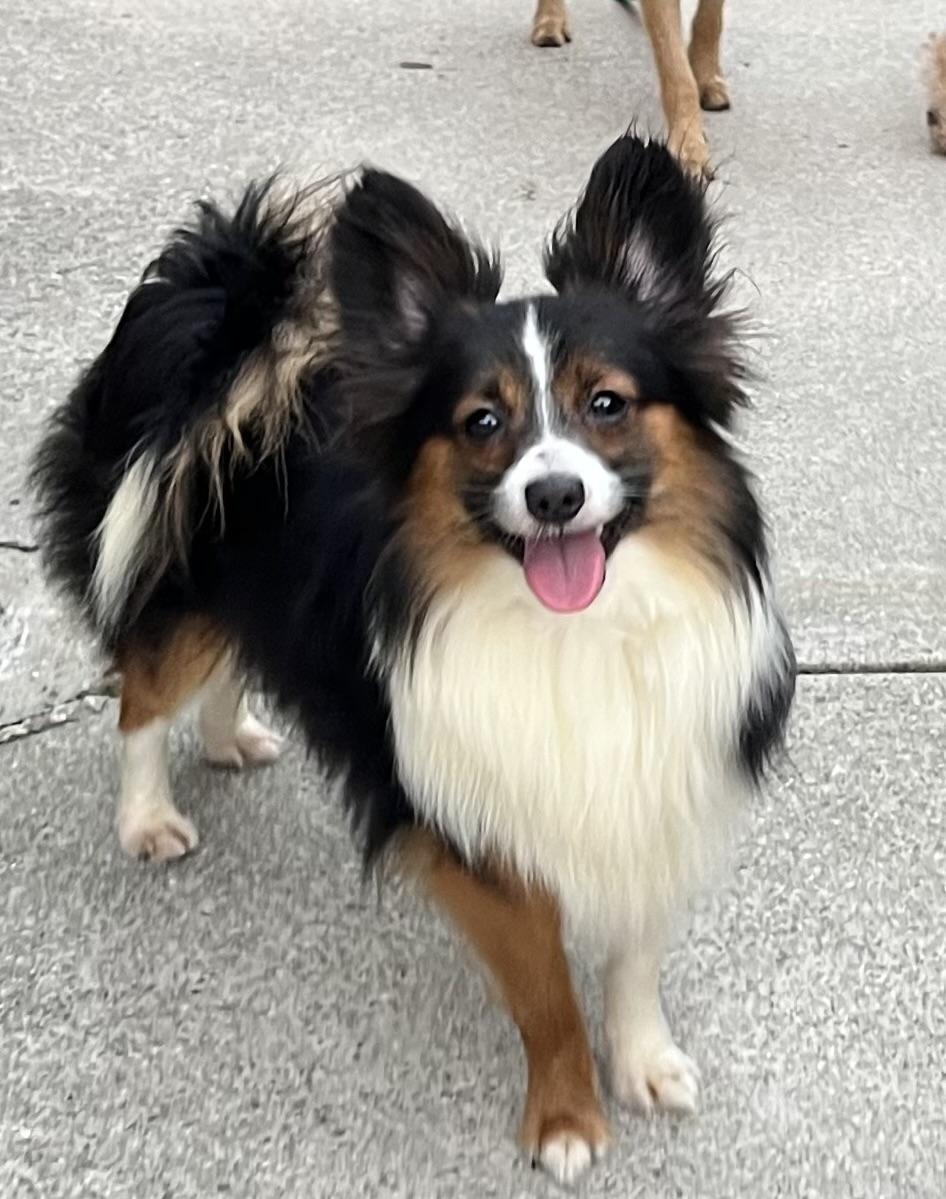 Mr. Chips, an adoptable Shetland Sheepdog / Sheltie, Papillon in Egg Harbor City, NJ, 08215 | Photo Image 3