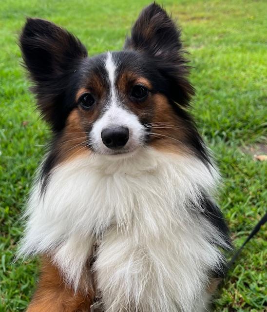 Mr. Chips, an adoptable Shetland Sheepdog / Sheltie, Papillon in Egg Harbor City, NJ, 08215 | Photo Image 6