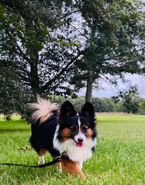 Mr. Chips, an adoptable Shetland Sheepdog / Sheltie, Papillon in Egg Harbor City, NJ, 08215 | Photo Image 5