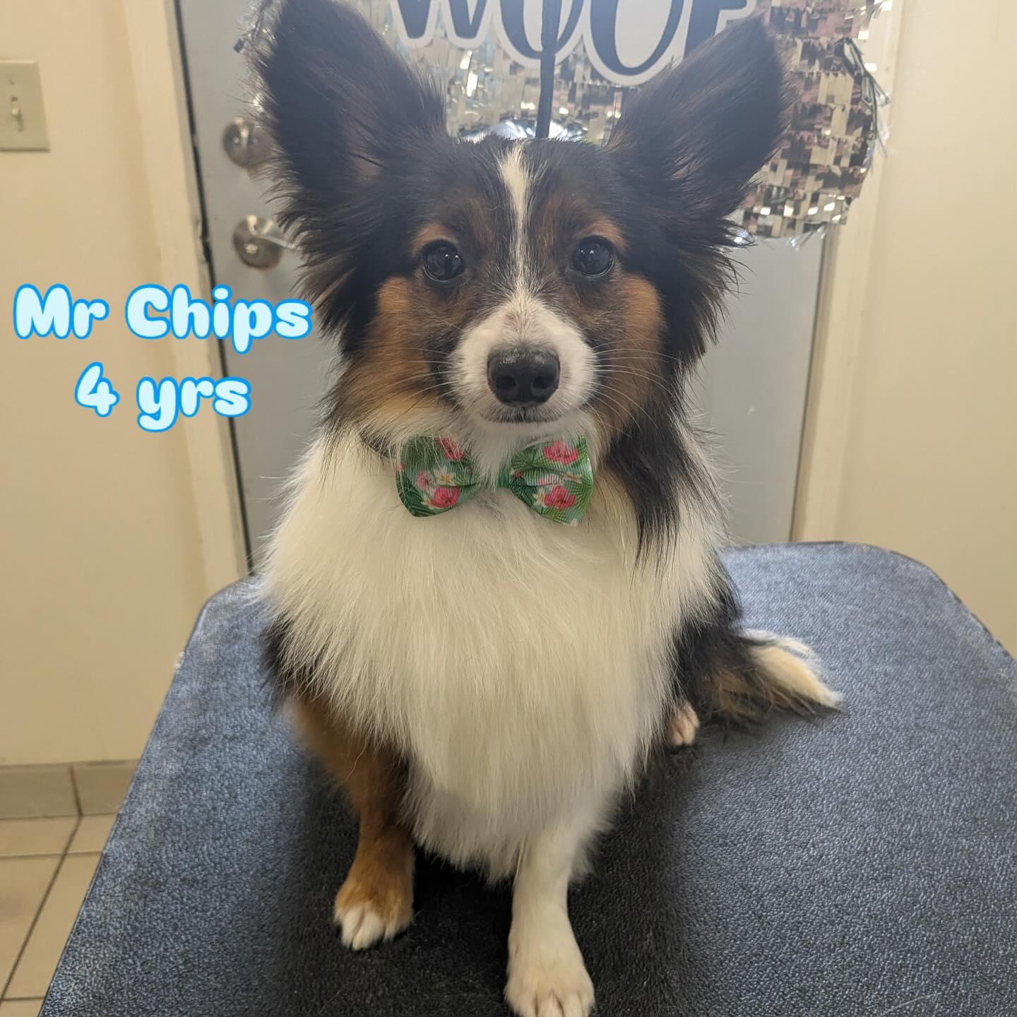 Mr. Chips, an adoptable Shetland Sheepdog / Sheltie, Papillon in Egg Harbor City, NJ, 08215 | Photo Image 2