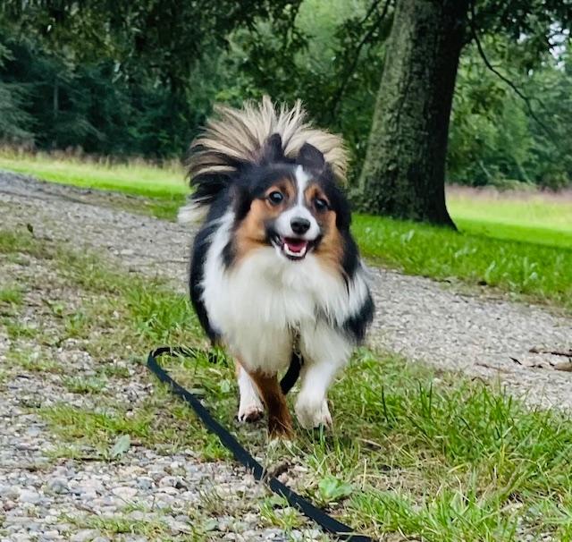 Mr. Chips, an adoptable Shetland Sheepdog / Sheltie, Papillon in Egg Harbor City, NJ, 08215 | Photo Image 4