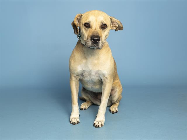 REY, Adoptable, Adult Female German Shepherd Dog & Pit Bull Terrier.