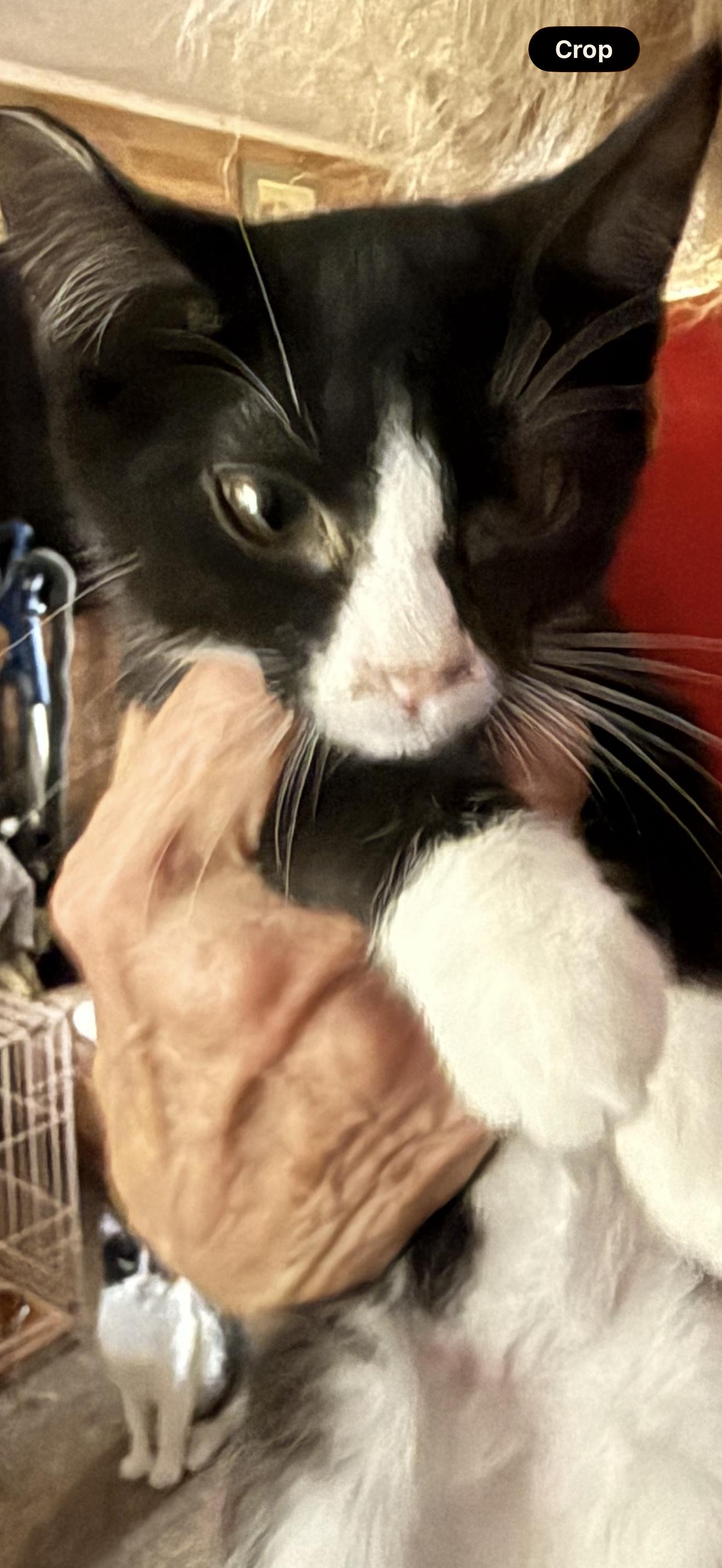 Masquerade, ADOPTABLE, Kitten Female Tuxedo.