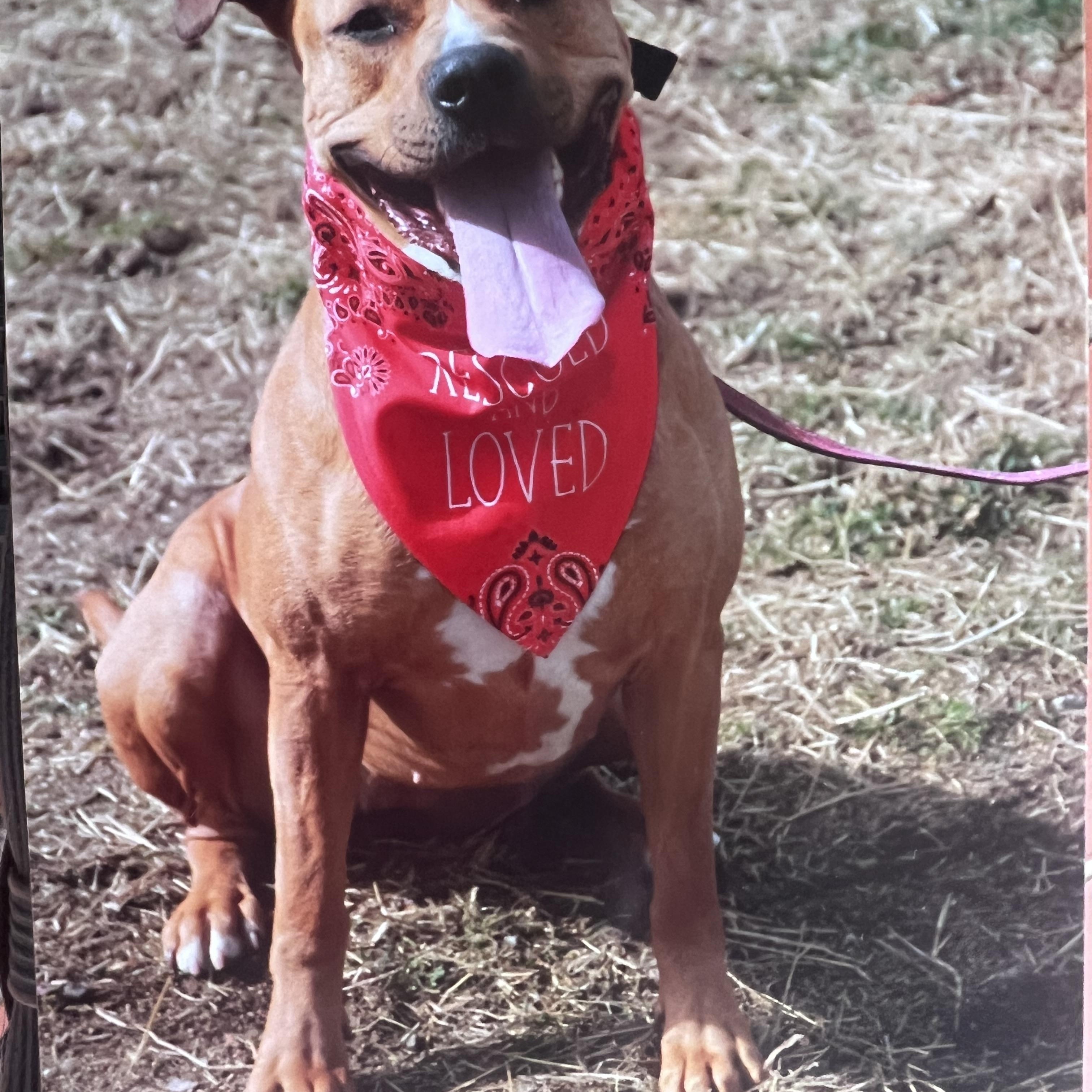 Fern, ADOPTABLE, Adult Female Staffordshire Bull Terrier.