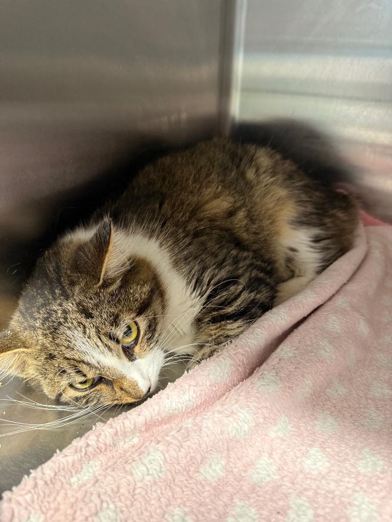 Harvest, Adoptable, Young Female Domestic Medium Hair.
