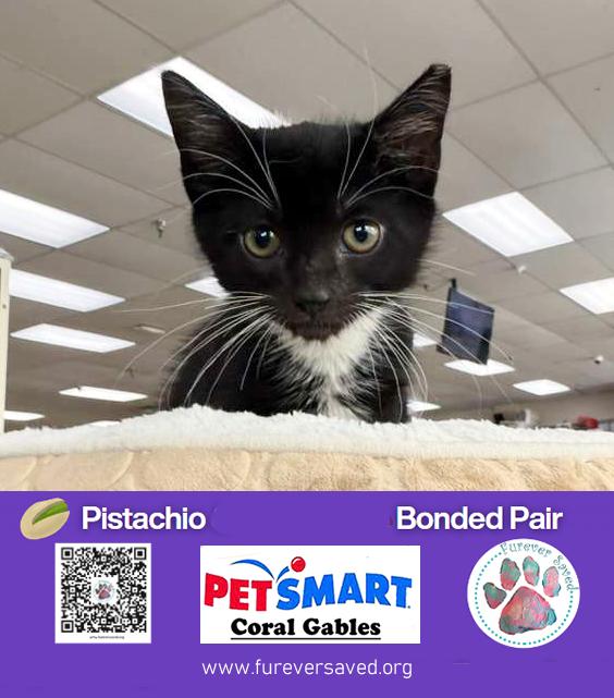Enlarge Pistachio & Peanut - Bonded pair, an adopted Domestic Short Hair in Miami, FL image 2/6