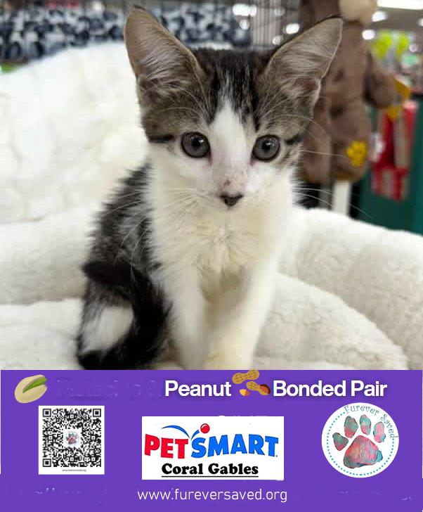 Enlarge Pistachio & Peanut - Bonded pair, an adopted Domestic Short Hair in Miami, FL image 3/6