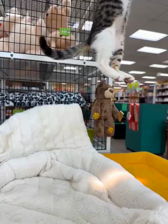 Enlarge Pistachio & Peanut - Bonded pair, an adopted Domestic Short Hair in Miami, FL video 4/6