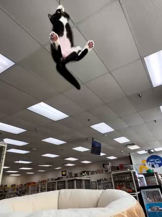 Enlarge Pistachio & Peanut - Bonded pair, an adopted Domestic Short Hair in Miami, FL video 5/6