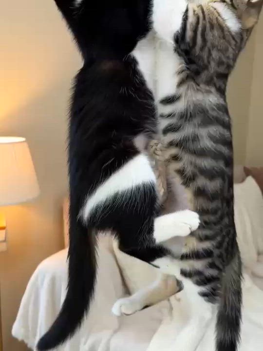 Enlarge Pistachio & Peanut - Bonded pair, an adopted Domestic Short Hair in Miami, FL video 6/6