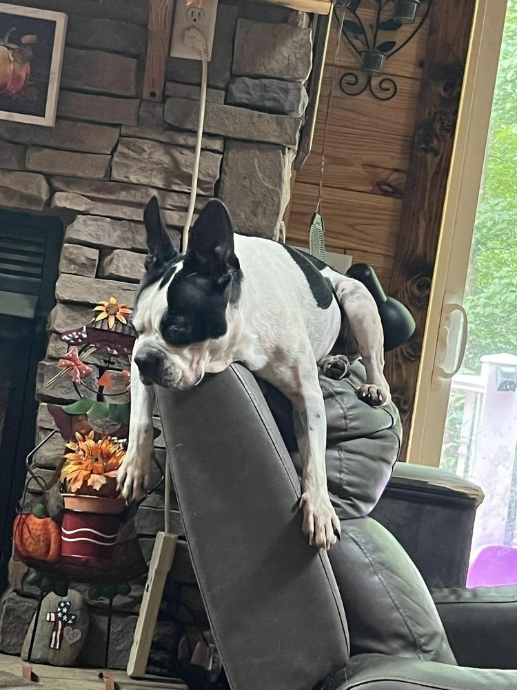 Cooper Hawkins-4904 Maryville, TN, a Adoptable Boston Terrier in Maryville, TN image 1/4