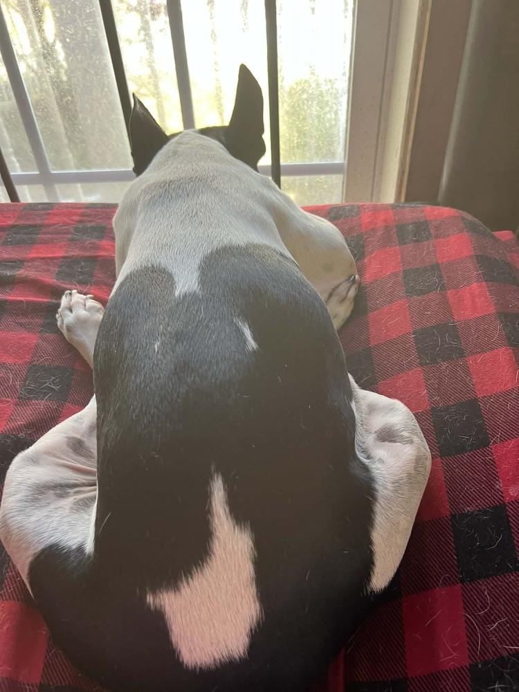 Cooper Hawkins-4904 Maryville, TN, a Adoptable Boston Terrier in Maryville, TN image 2/4