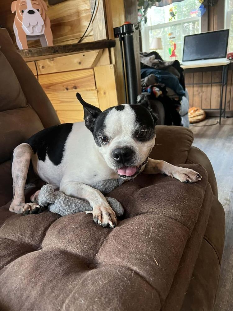 Cooper Hawkins-4904 Maryville, TN, a Adoptable Boston Terrier in Maryville, TN image 3/4