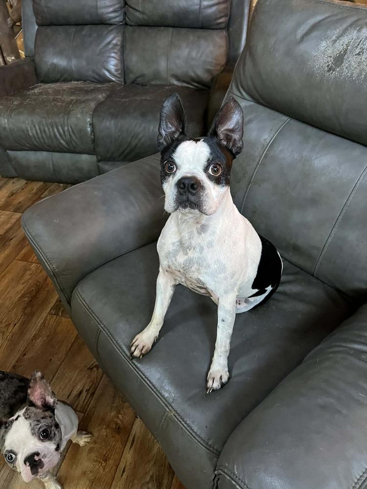 Cooper Hawkins-4904 Maryville, TN, a Adoptable Boston Terrier in Maryville, TN image 4/4