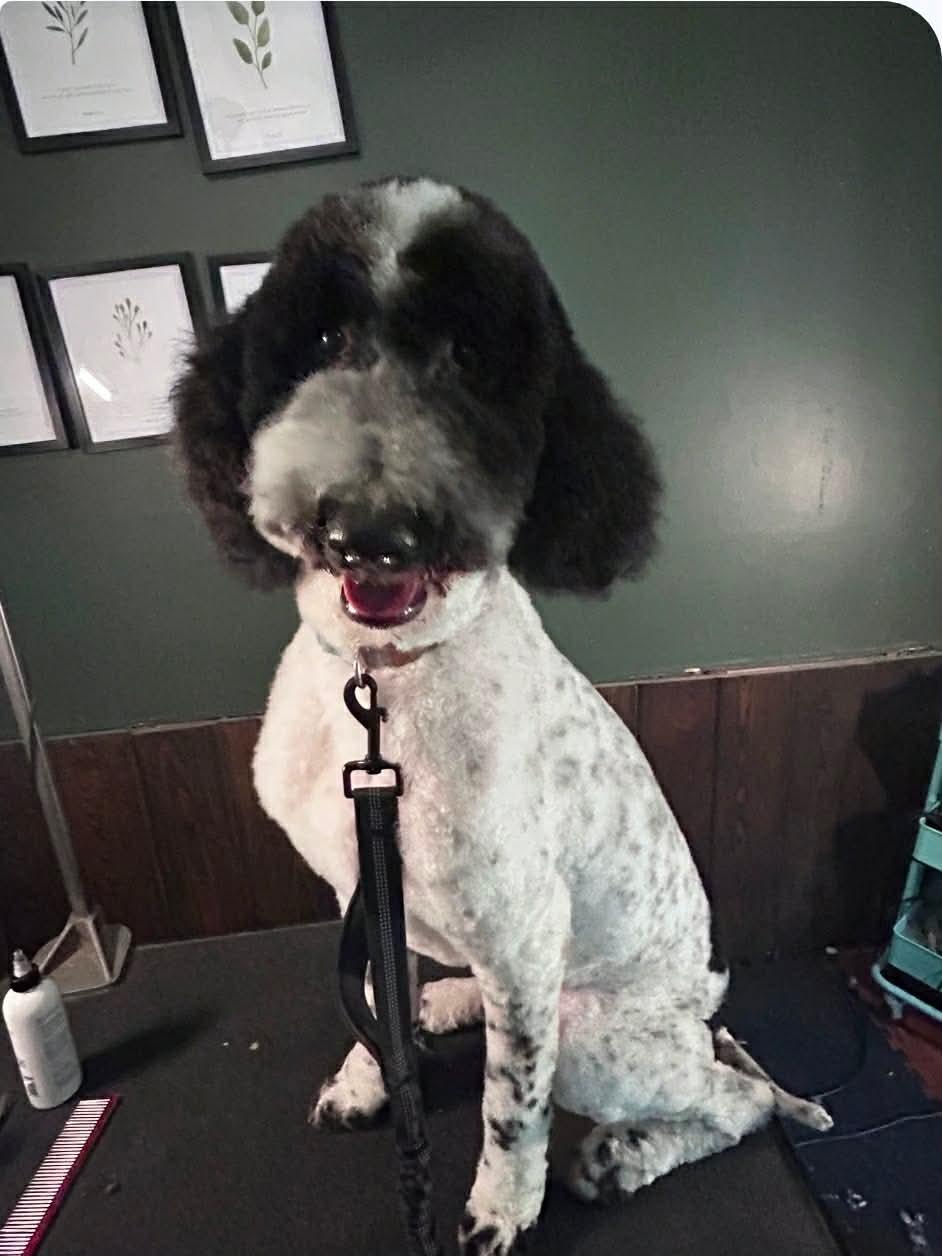 Percival, Adoptable, Adult Male Standard Poodle.