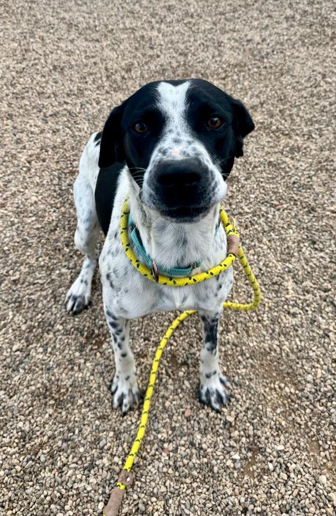 South, Adoptable, Young Male Pointer & Mixed Breed.