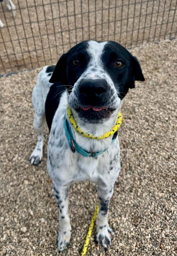 South, a Adoptable mixed breed in Gillette, WY image 2/3