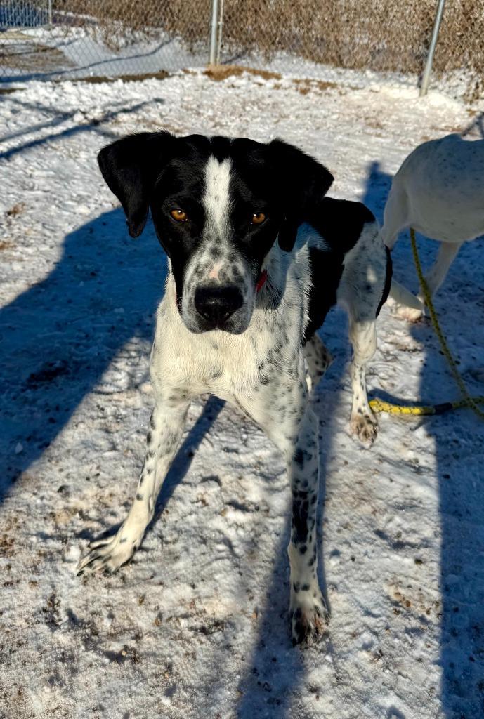 South, a Adoptable mixed breed in Gillette, WY image 3/3