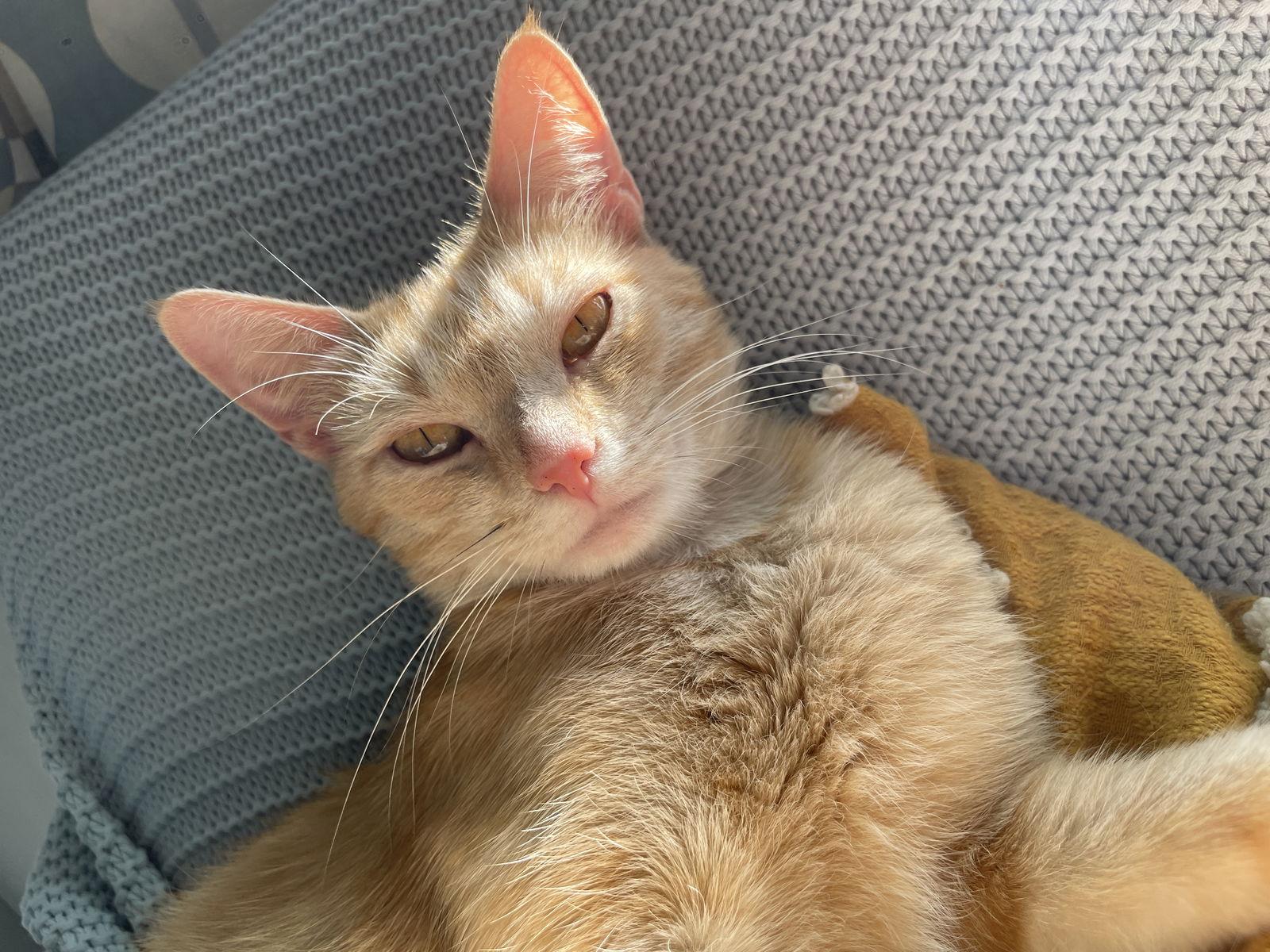 Mimi, Adoptable, Adult Female Domestic Short Hair.