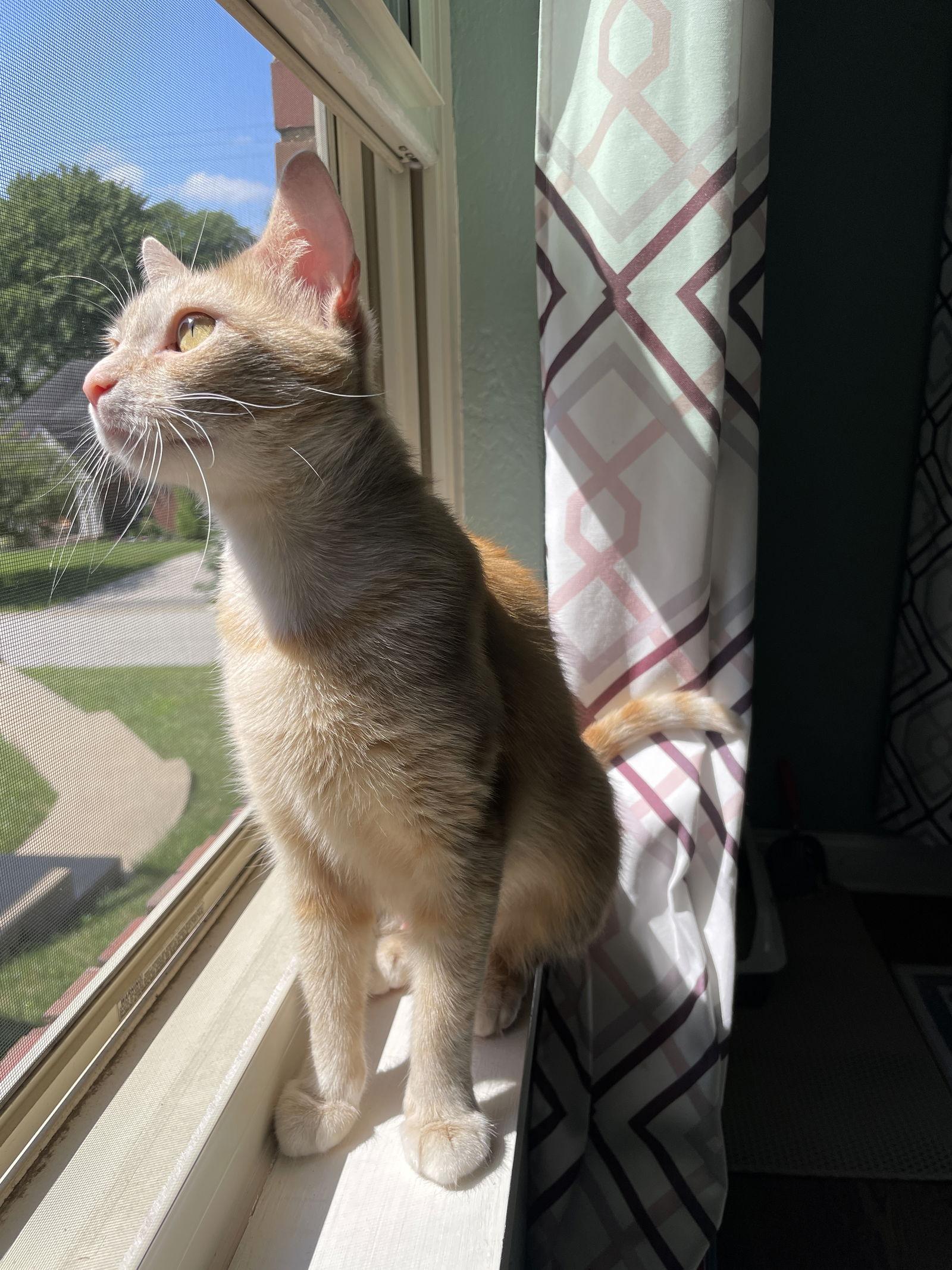 Enlarge Mimi, a Adoptable Domestic Short Hair in Pittsburgh, PA image 2/3