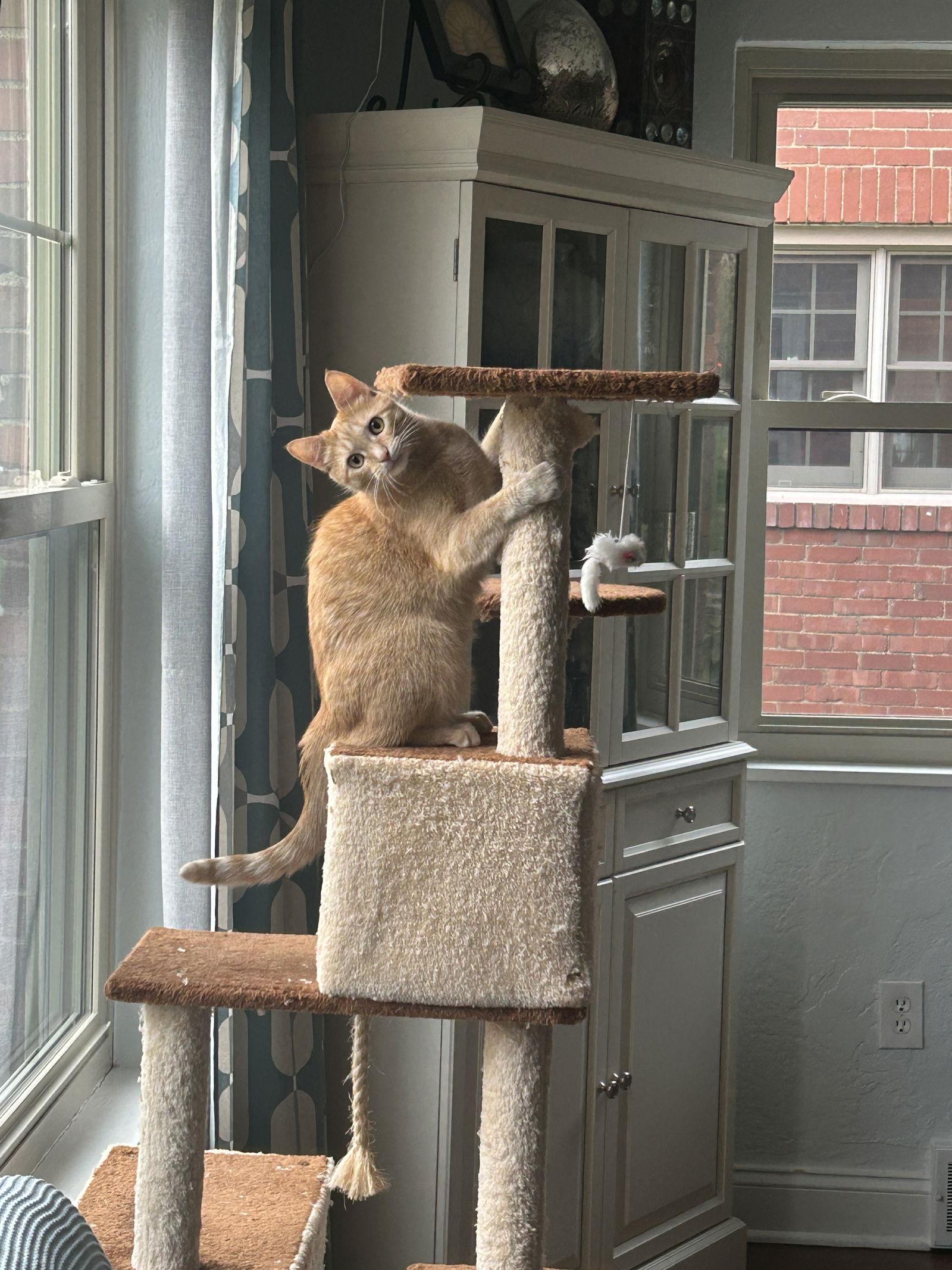 Enlarge Mimi, a Adoptable Domestic Short Hair in Pittsburgh, PA image 3/3