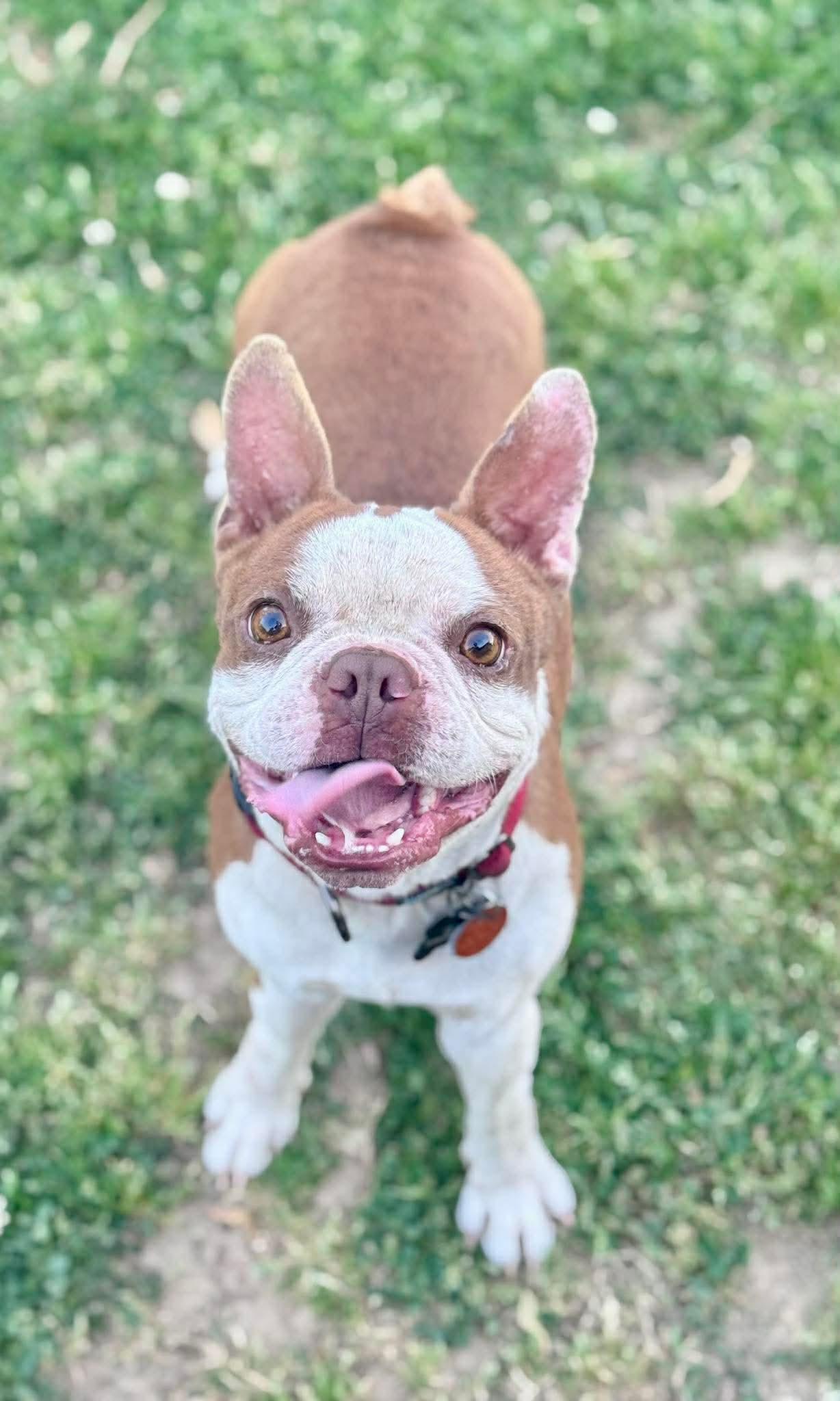 Enlarge Indy Joe, a Adoptable Boston Terrier in Muskogee, OK image 1/3