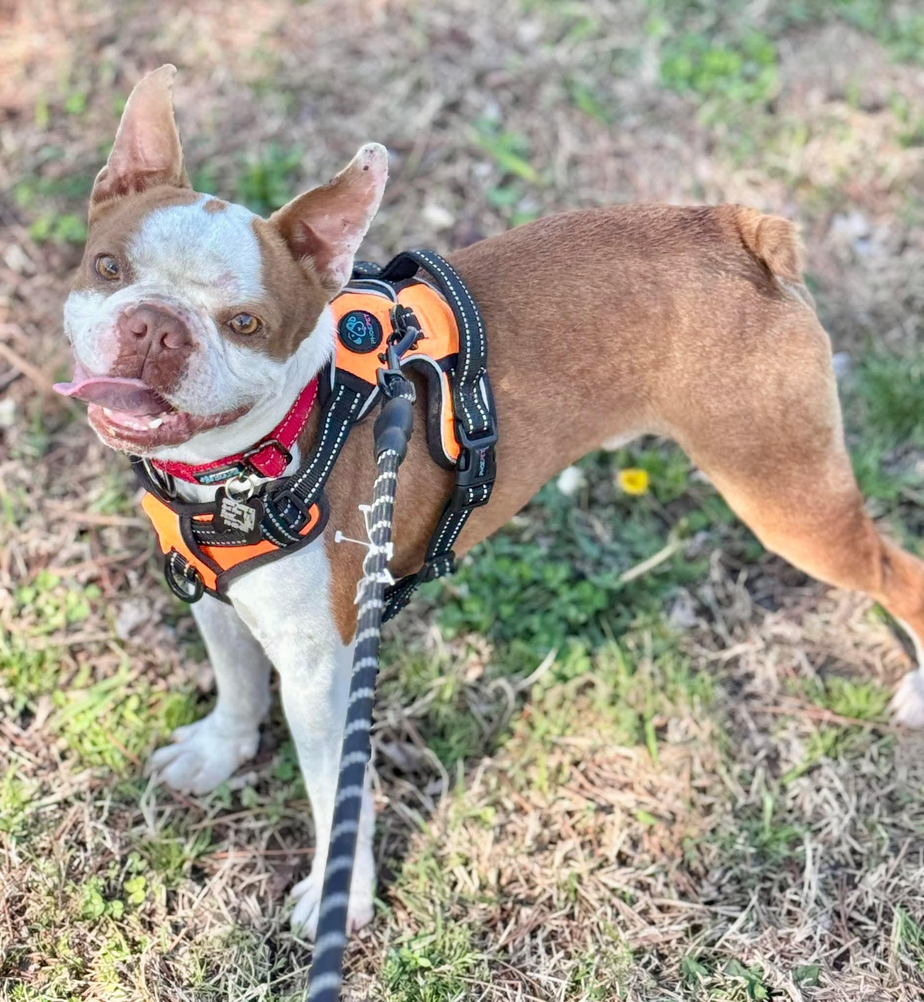 Enlarge Indy Joe, a Adoptable Boston Terrier in Muskogee, OK image 2/3