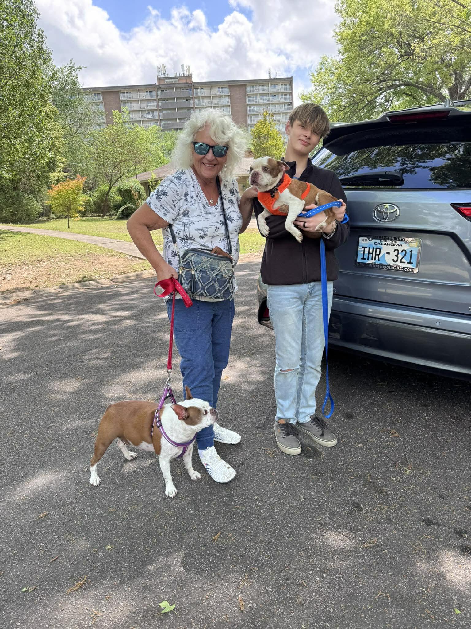 Enlarge Indy Joe, a Adopted Boston Terrier in Muskogee, OK image 3/4