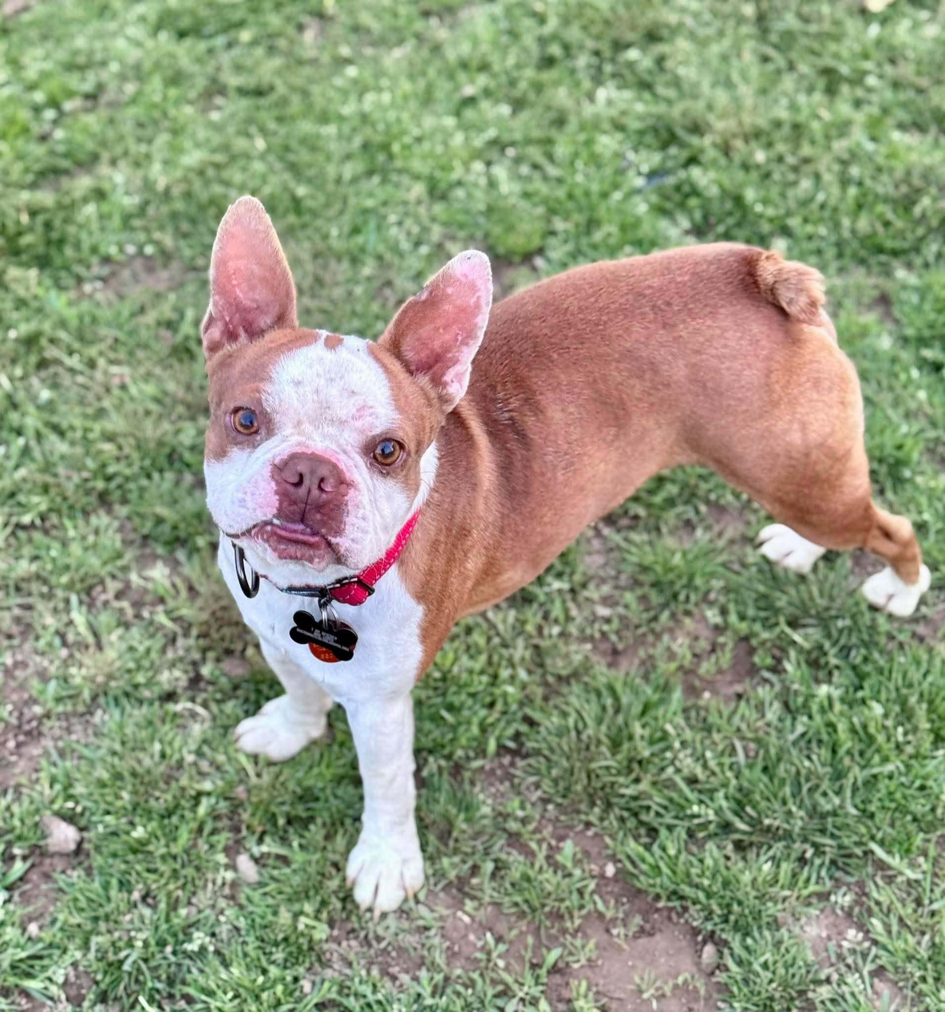Enlarge Indy Joe, a Adoptable Boston Terrier in Muskogee, OK image 3/3