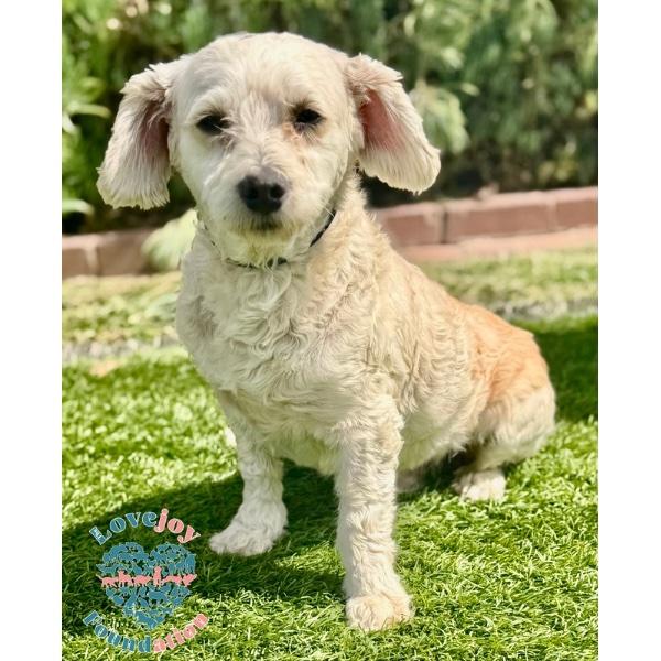 Enlarge Ducky COH, an adopted mixed breed in Inglewood, CA image 1/2