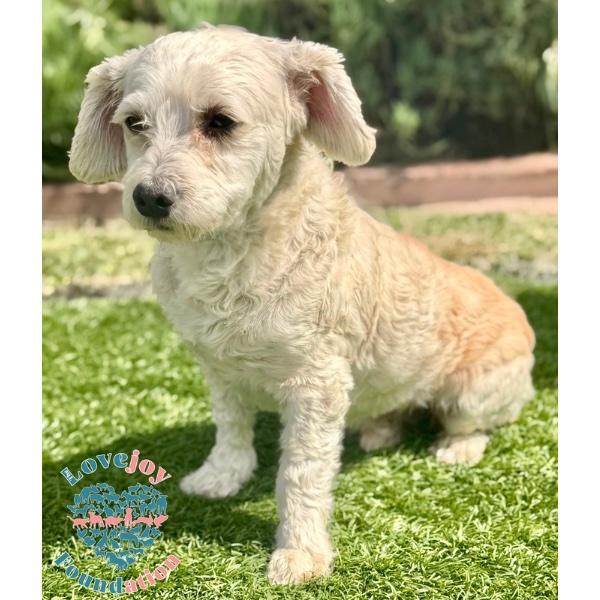 Enlarge Ducky COH, an adopted mixed breed in Inglewood, CA image 2/2