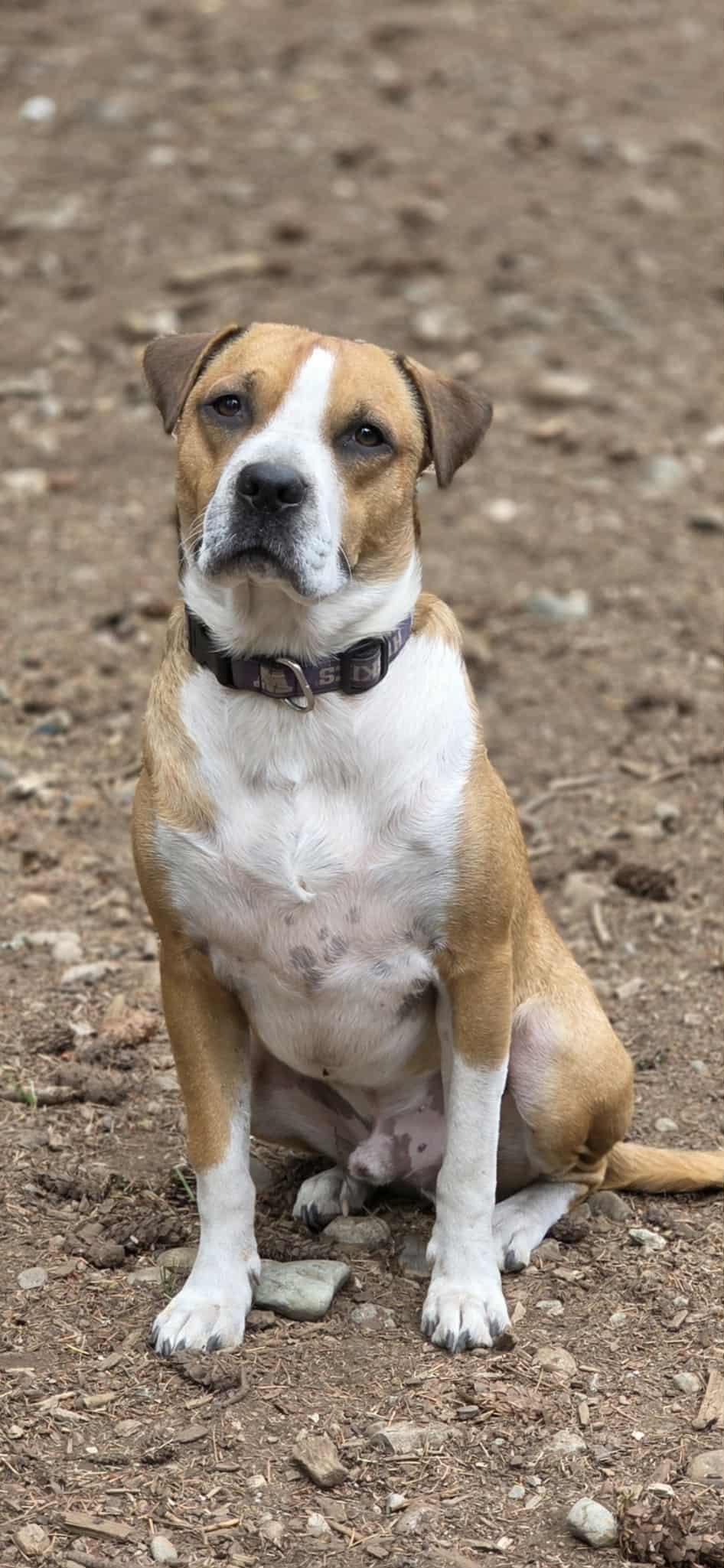 Rum, a Adoptable mixed breed in Lacey, WA image 3/6