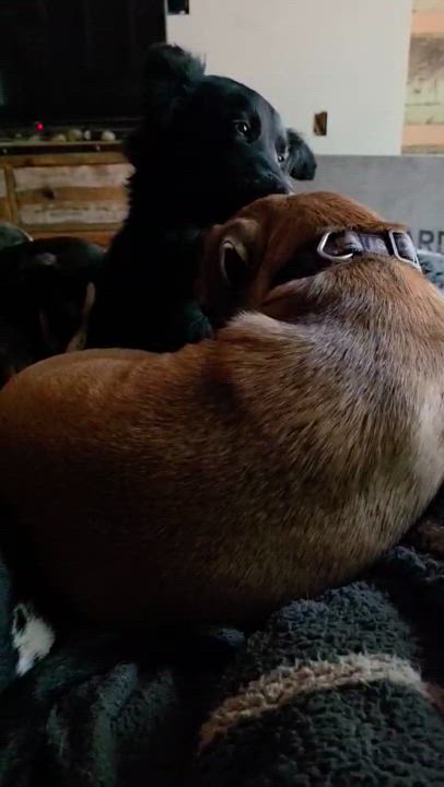 Enlarge Rum, a Adoptable mixed breed in Lacey, WA video 4/6