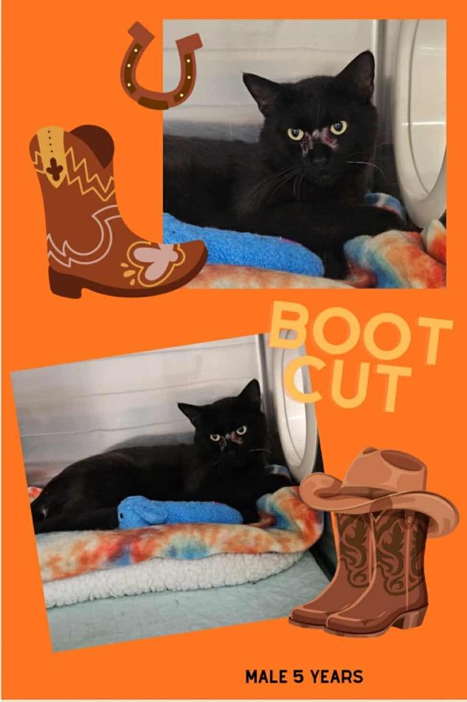 Bootcut, Adoptable, Adult Male Domestic Short Hair.