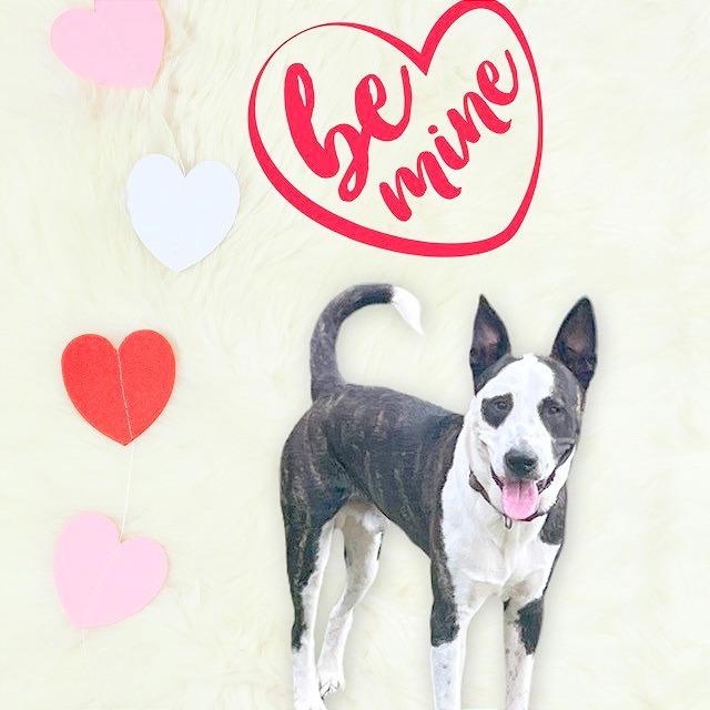 Enlarge DASH, a Adoptable Mixed Breed in Memphis, TN image 1/6