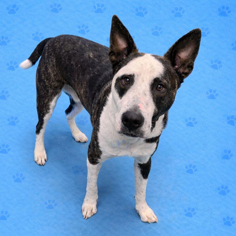 Enlarge DASH, a Adoptable Mixed Breed in Memphis, TN image 2/6