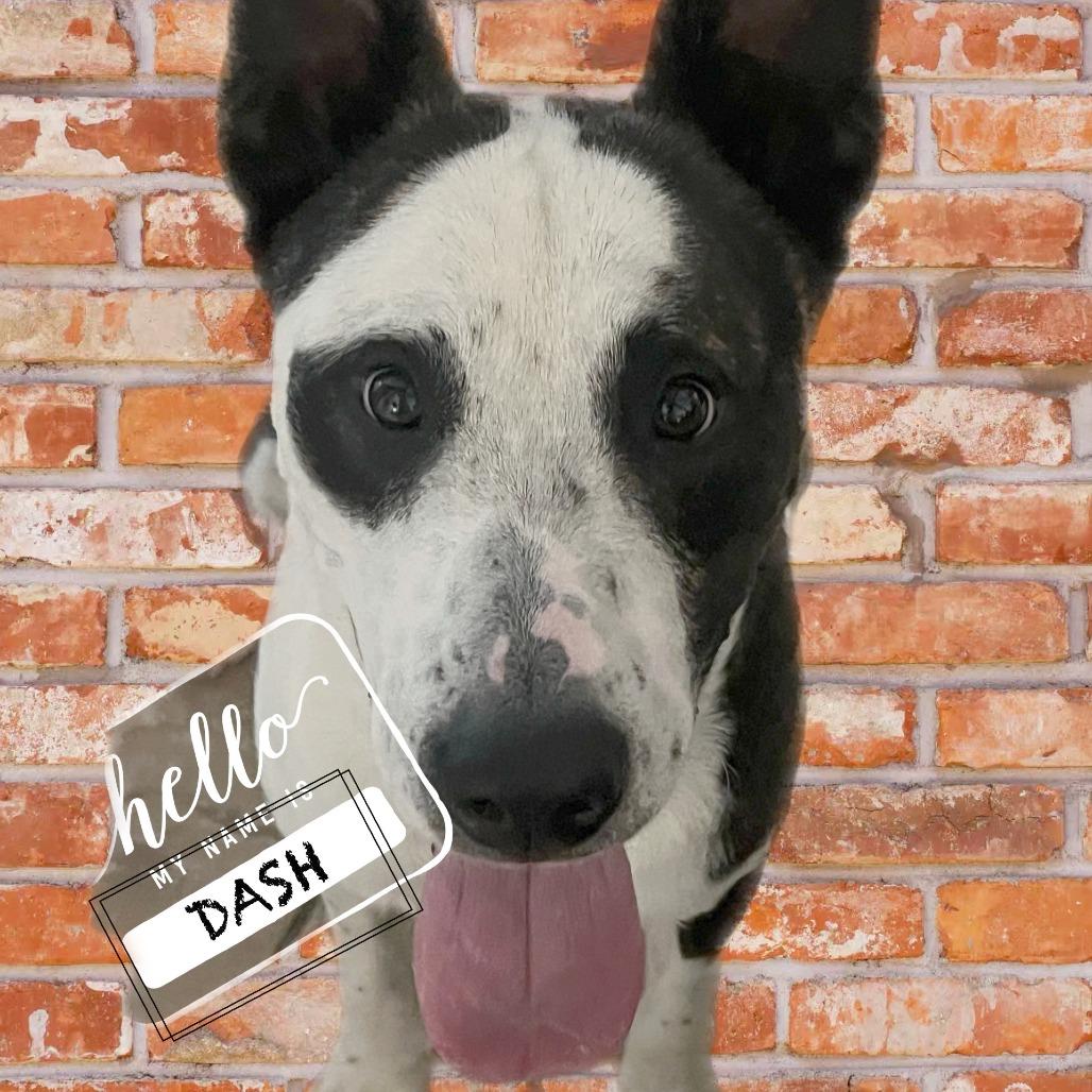 Enlarge DASH, a Adoptable Mixed Breed in Memphis, TN image 3/6
