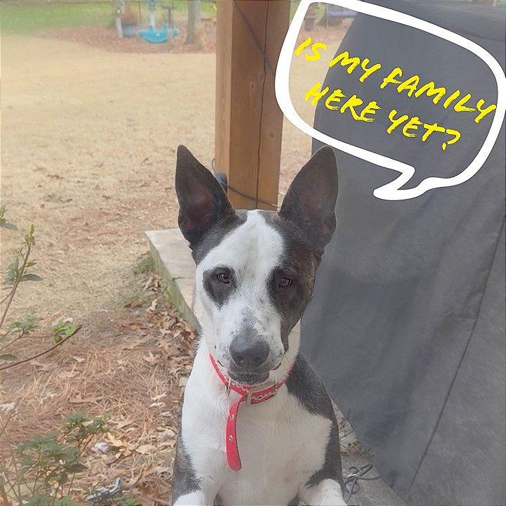 Enlarge DASH, a Adoptable Mixed Breed in Memphis, TN image 4/6