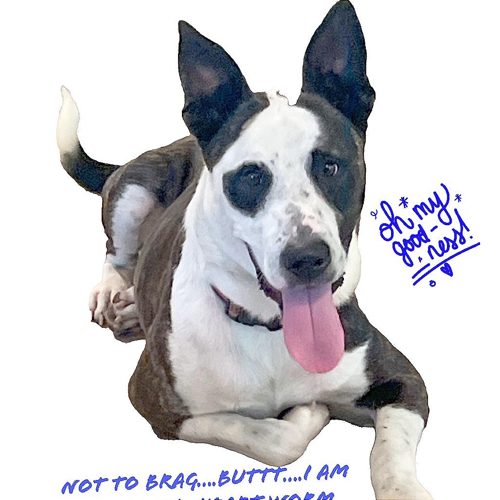 Enlarge DASH, a Adoptable Mixed Breed in Memphis, TN image 5/6