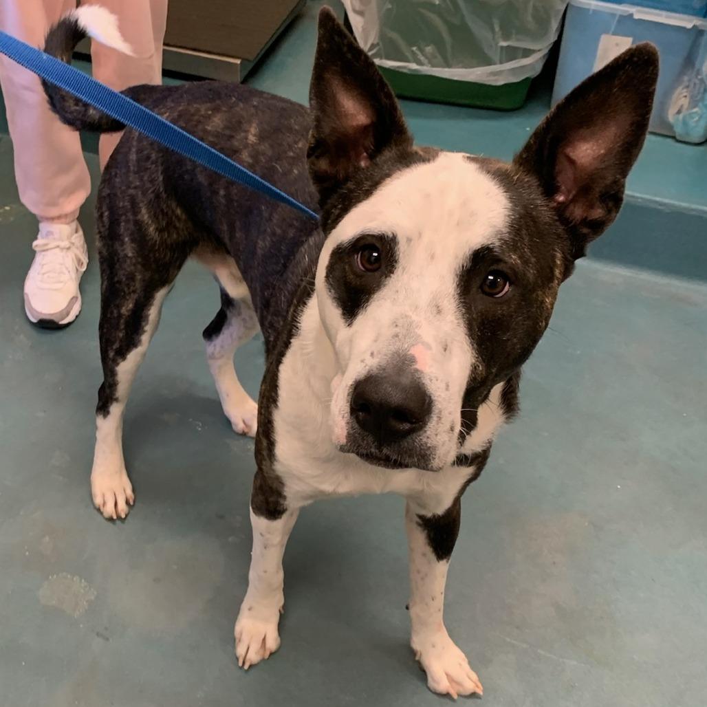 Enlarge DASH, a Adoptable Mixed Breed in Memphis, TN image 6/6