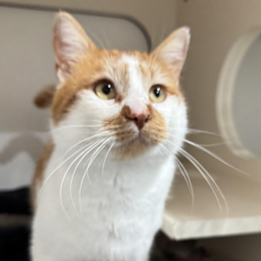 Henry, Adoptable, Adult Male Domestic Short Hair.