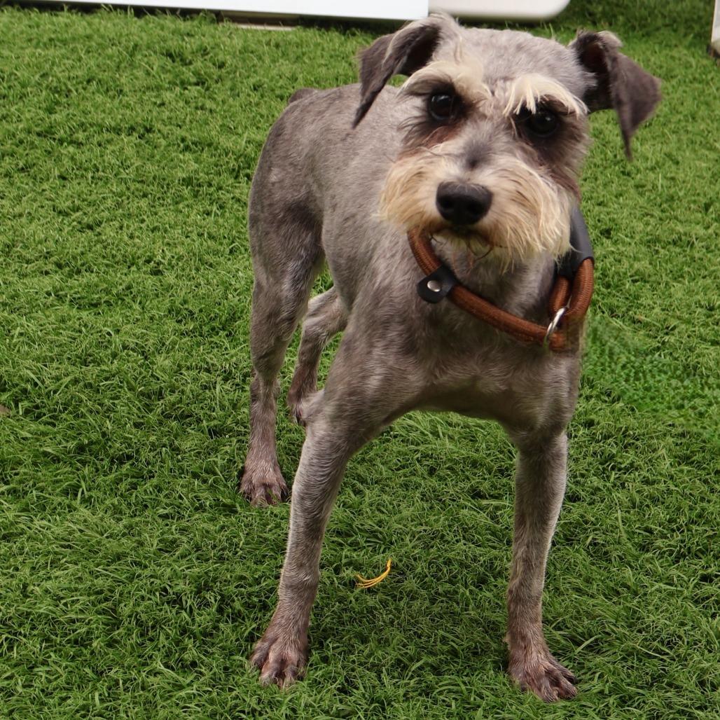 Enlarge Alexa, a Adoptable Miniature Schnauzer in Zionsville, IN image 1/1