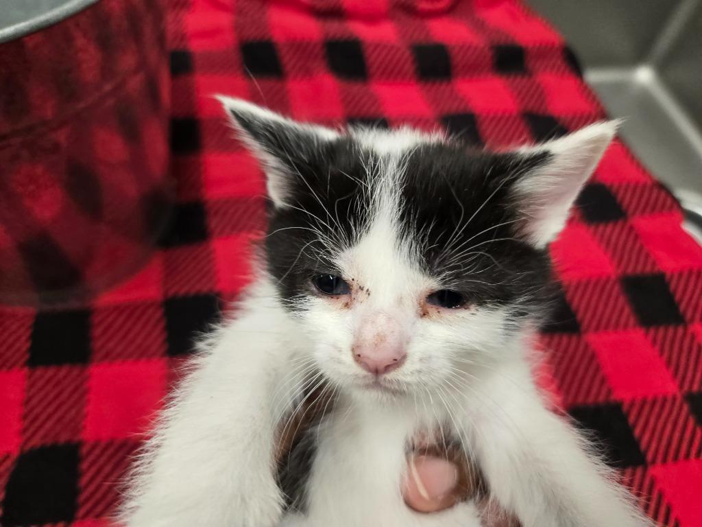 Havarti, Adoptable, Kitten Female Domestic Short Hair.