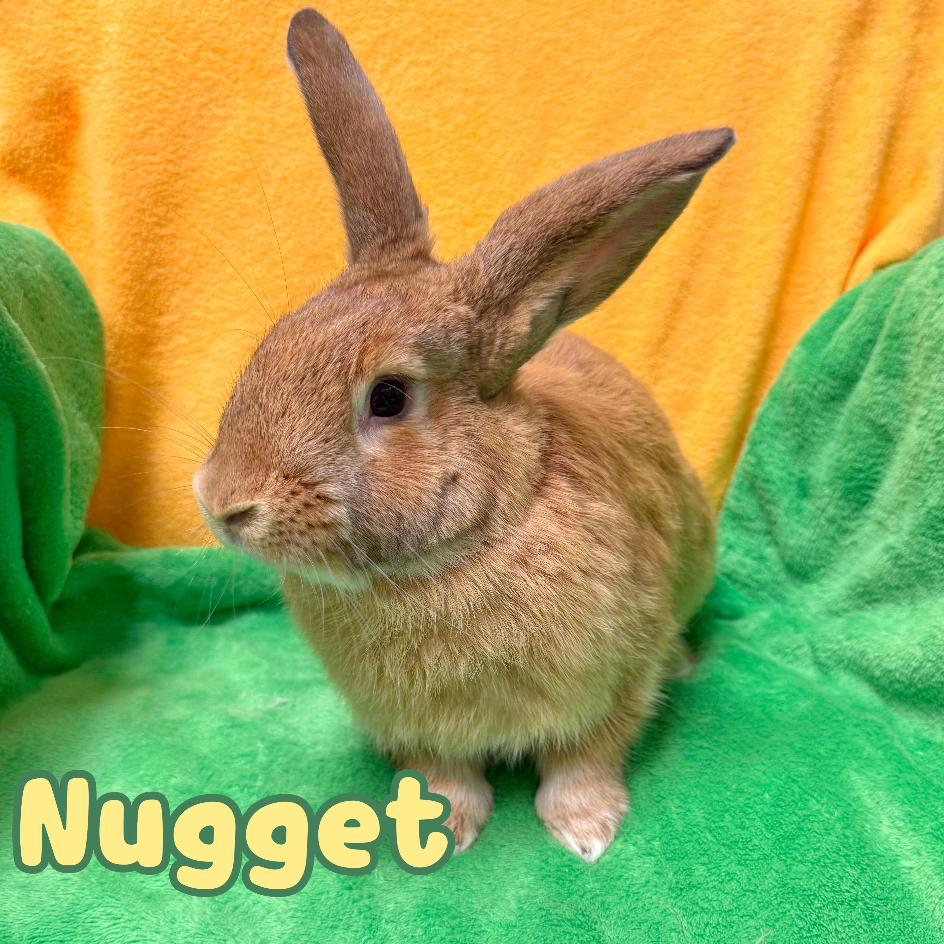Nugget, Adopted, Young Male Bunny Rabbit.