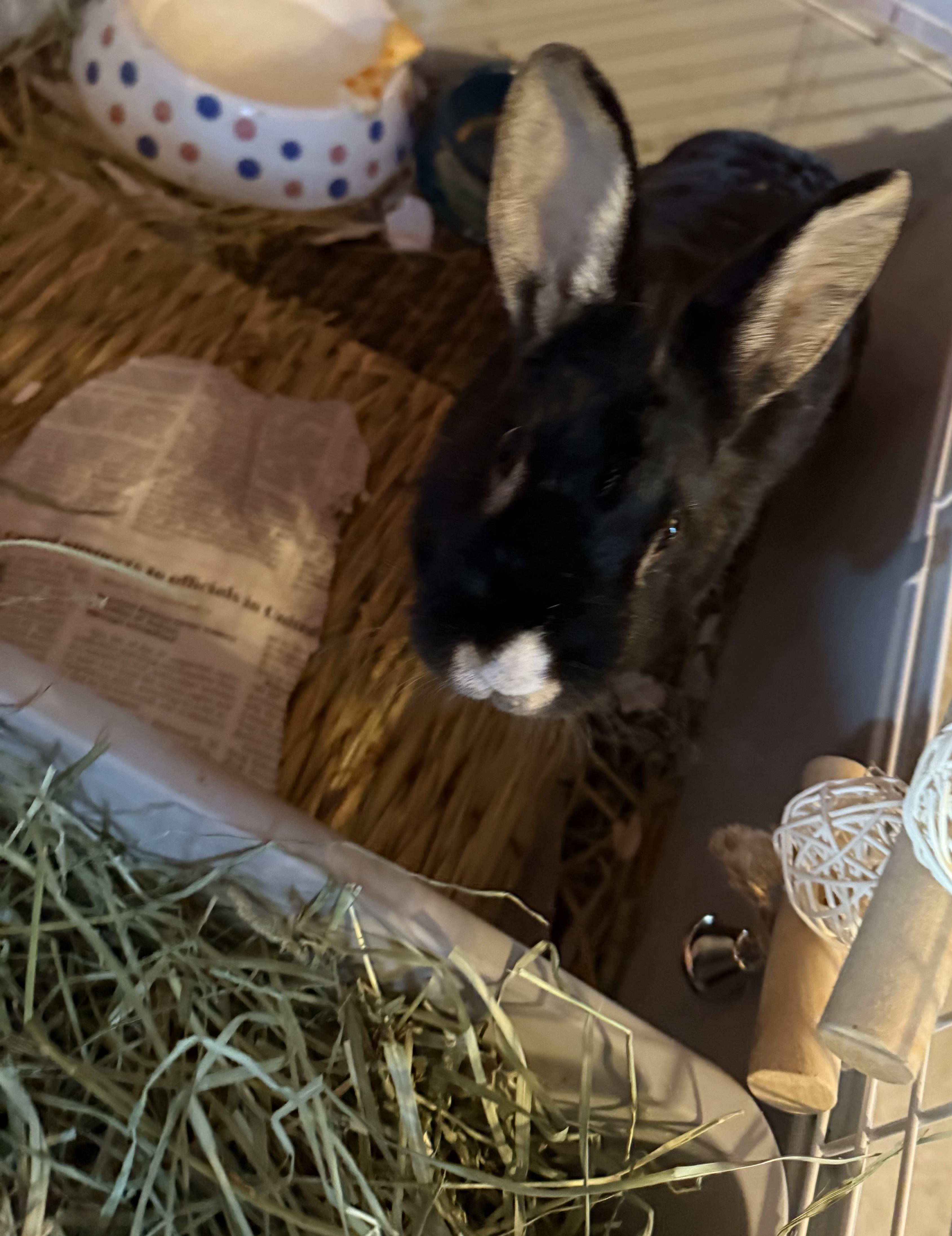 Raisin, adopted, Adult Female Silver Marten.