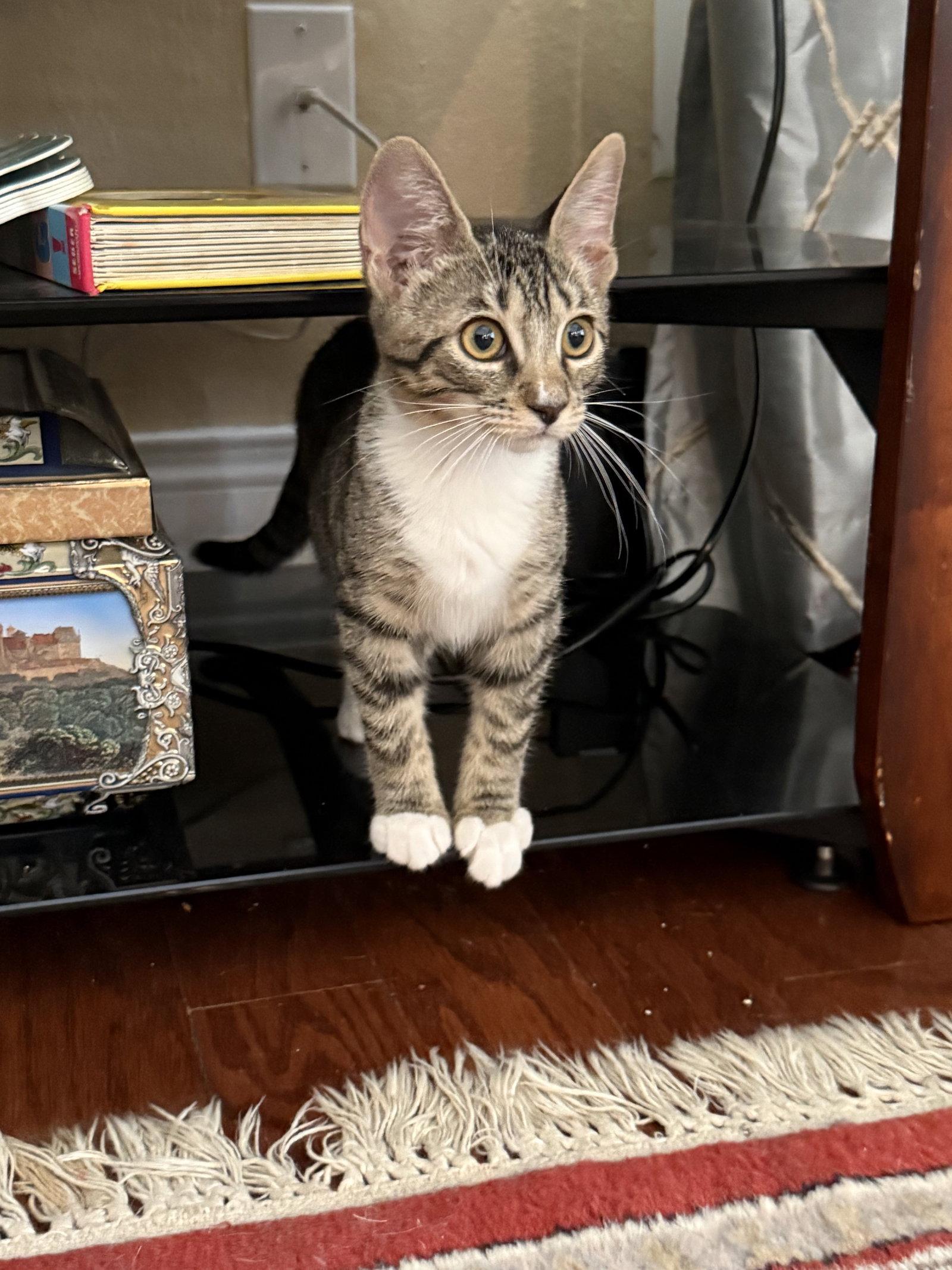 Enlarge Kentucky (1843), a Adoptable Domestic Short Hair in Wesley Chapel, FL image 1/2