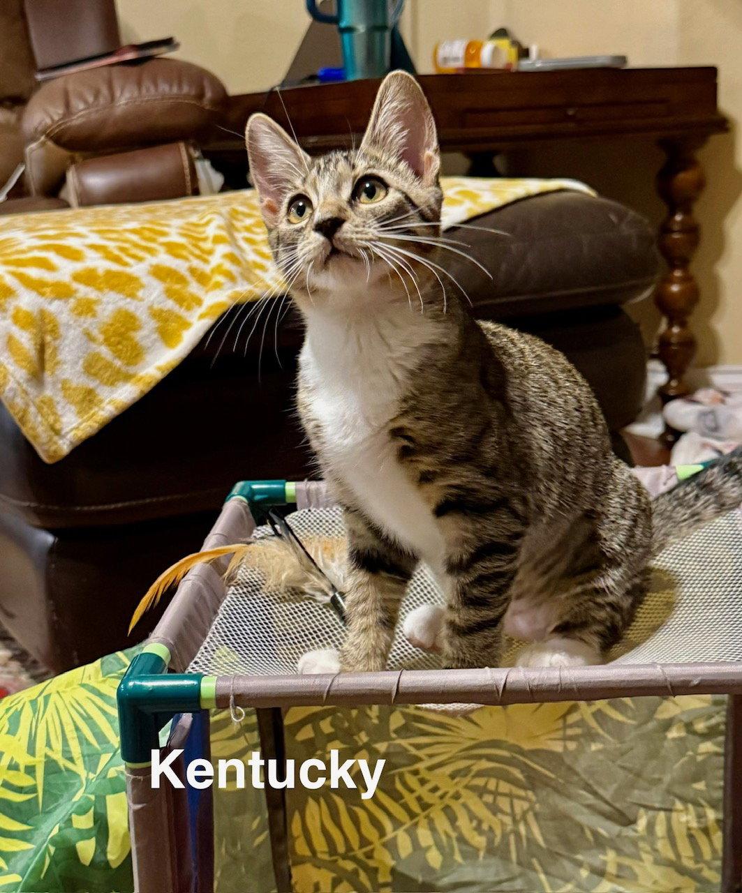 Enlarge Kentucky (1843), a Adoptable Domestic Short Hair in Wesley Chapel, FL image 2/2