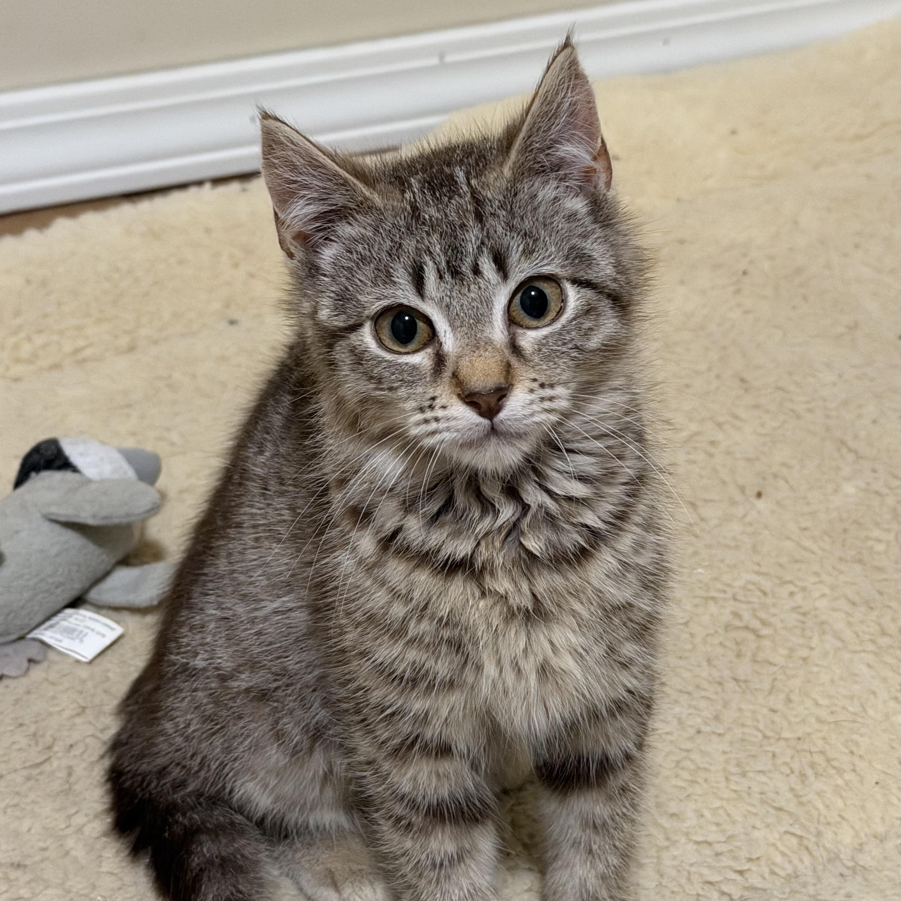 Papaya, ADOPTABLE, Young Male Domestic Short Hair.