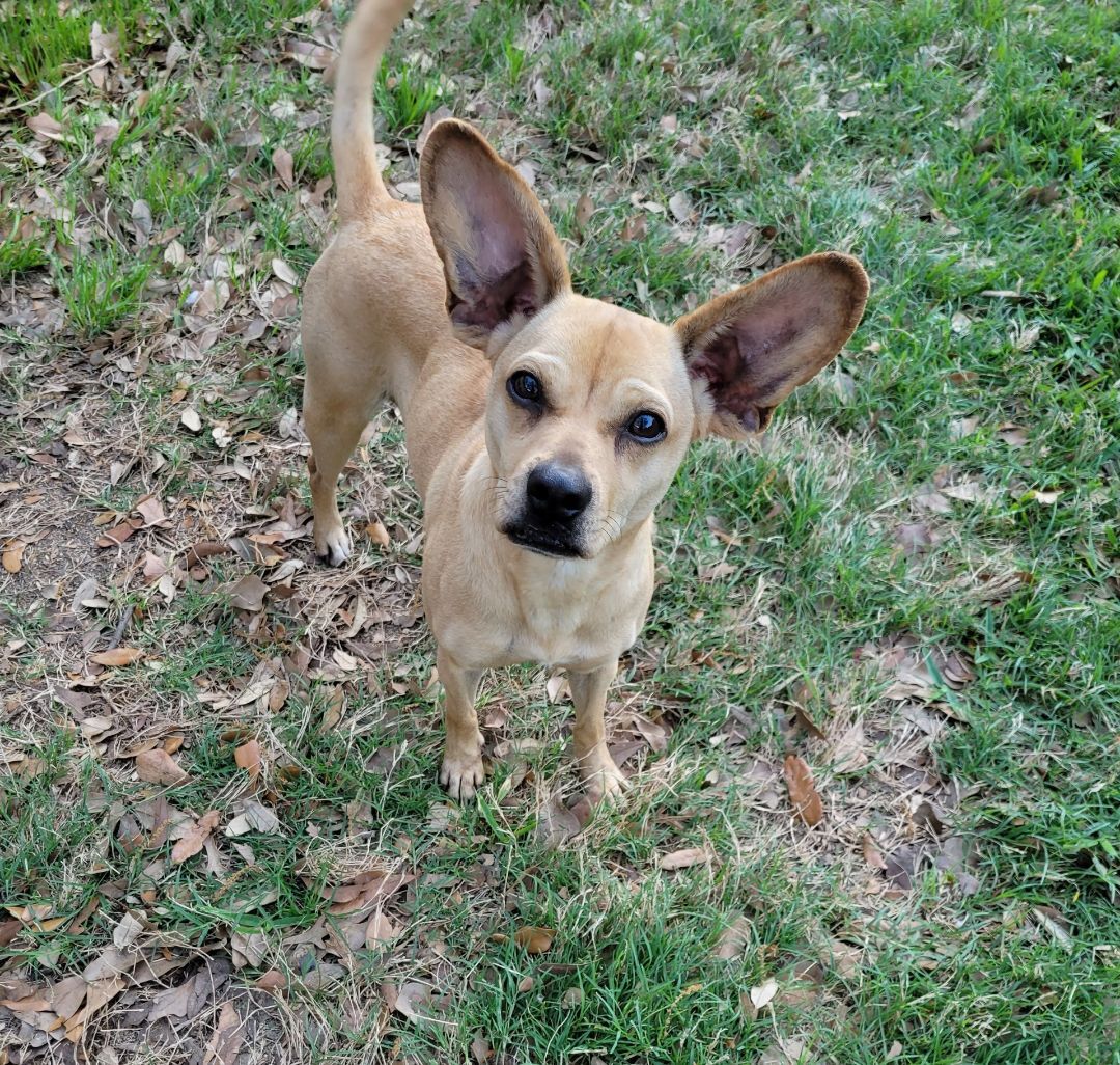 Pixie Jean, an adoptable Chihuahua Mix in Houston, TX_image-1