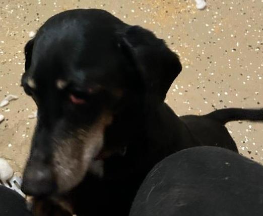 L.A. NEW ARRIVAL, a ADOPTABLE Dachshund in Georgetown, KY image 2/5